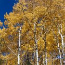 Golden Quaking Aspen Tree (Populus Tremuloides) Seeds 10 Seeds Fresh Garden