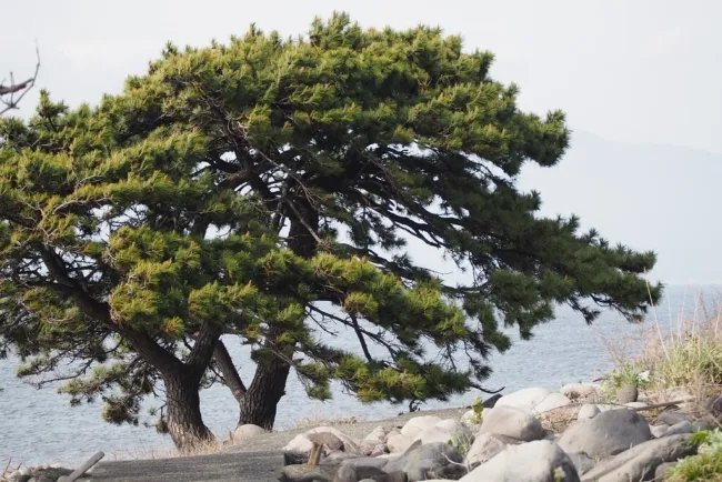 Japanese Black Pine Tree (Pinus Thunbergii) Seeds 10 Seeds Fresh Garden