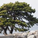 Japanese Black Pine Tree (Pinus Thunbergii) Seeds 10 Seeds Fresh Garden