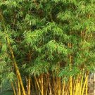 Golden Bamboo 10+ Seeds Fresh Garden