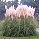 Pampas Grass White 100 Seeds Heirloom Ornamental Grass Fresh Garden