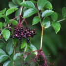 50 Sambucus Nigra European Black Elderberry Seeds Medicinal Tree Shrub Fresh Garden