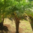 10 Pygmy Date Palm Phoenix Roebelenii Dwarf Miniature Ornamental Seeds Fresh Garden