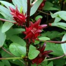 Red Hibiscus Roselle Seeds Hibiscus Sabdariffa Burmese Chin Baung 50 Seeds Fresh Garden