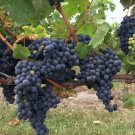 20 Seeds Purple Concord Grape Fruit Vine Vitis Labrusca White Flower Fresh Garden