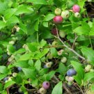 50 Seeds Lowbush Blueberry Vaccinium Angustifolium Blue Berry Fruit Dwarf Shrub Fresh Garden