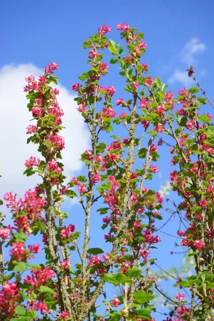 25 Seeds Red Flowering Currant Shrub (Ribes Sanguineum) Ornamental Hedge Bush Fresh Garden