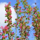25 Seeds Red Flowering Currant Shrub (Ribes Sanguineum) Ornamental Hedge Bush Fresh Garden