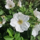 10 Seeds White Japanese Rose Rosa Rugosa Alba Bush Rugosa Rose Flower Fresh Garden