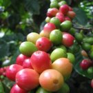 15 Seeds Arabica Coffee Tree Shrub Grow Your Own Coffee Fresh Garden