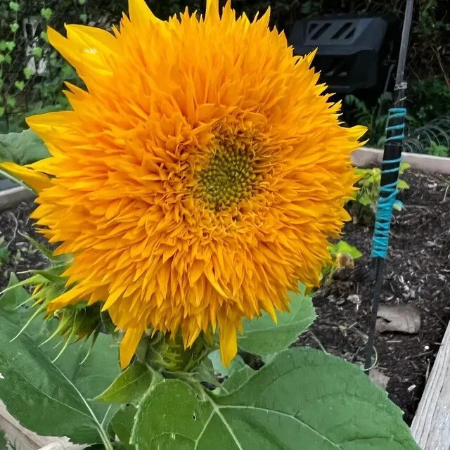 Teddy Bear Dwarf Sunflower Seeds Non Gmo Heirloom Sungold 100 Seeds Fresh Garden