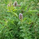 Licorice (Liquorice) 20 Seeds Culinary & Medicinal Herb (Glycyrrhiza Glabra) Fresh Garden