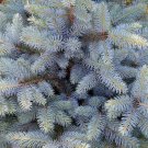 50 Blue Spruce Seeds For Planting Colorado Blue Spruce Picea Pungens Glauca Fresh Garden