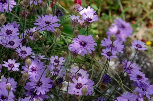 20 Blue Cupids Dart Aka ' Love Plant ' Catananche Caerulea Flower Seeds Fresh Garden