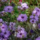 20 Blue Cupids Dart Aka ' Love Plant ' Catananche Caerulea Flower Seeds Fresh Garden