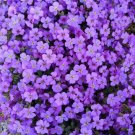 500 Seeds Purple Rockcress Seeds Aubrieta Deltoidea Fresh Garden