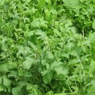 2000 Arugula Eruca Vesicaria Sativa Greens Vegetable Seeds Fresh Garden