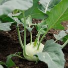 Kohlrabi Early White Vienna 100 Seeds Heirloom Vegetable Open Pollinated Fresh Garden