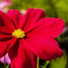 300 Seeds Red Cosmos Dazzler Cosmos Bipinnatus Flower Fresh Garden