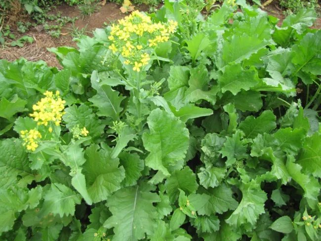 Broccoli Rapini Early Fall (Raab) 200 Seeds Heirloom Vegetable Fresh Garden