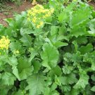 Broccoli Rapini Early Fall (Raab) 200 Seeds Heirloom Vegetable Fresh Garden