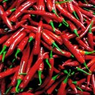 Pepper Cayenne (Long Slim) Seeds Heirloom Vegetable (Capsicum Annuum)30 Seeds Fresh Garden Pepper Cayenne (Long Slim) Seeds Heirloom Vegetable (Capsicum Annuum)30 Seeds Fresh Garden