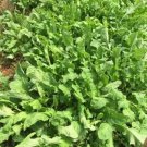 Spinach New Zealand Seeds Heirloom Leafy Green 60 Seeds Fresh Garden