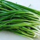 Onion Evergreen Bunching (Scallions) Seeds Heirloom Vegetable 200 Seeds Fresh Garden