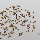 Alfalfa Sprouting Seeds Easy Microgreens Or Sprouts 500 Seeds Fresh Garden