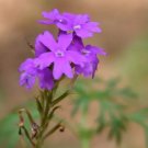 500 Purple Hardy Moss Verbena Verbena Tenuisecta Fragrant Flower Seeds Fresh Garden