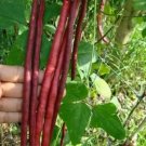 25 Seeds Red Noodle Bean Yard Long Asparagus Bean Fresh Garden