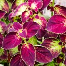 Coleus Rainbow Mix (Painted Leaves) 250 Seeds (Coleus Blumei) Fresh Garden