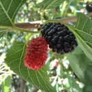 50 Seeds Mulberry Black Heirloom Seeds Culinary & Medicinal Non Gmo Fresh Garden