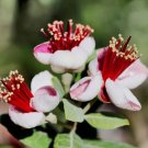 10 Pineapple Guava Fruit Brazilian Or Fig Guava Flower Pink Red Tree Shrub Seeds Fresh Garden