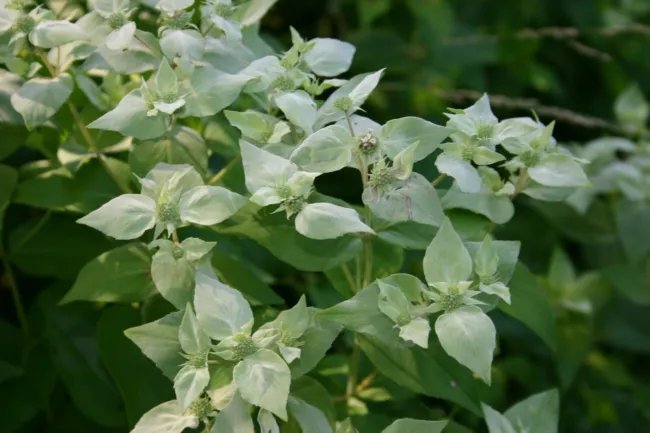 Mountain Mint Heirloom Herb Seeds Fresh Garden