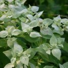 Mountain Mint Heirloom Herb Seeds Fresh Garden