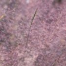 Purple Love Grass (Eragrostis Spectabilis) 50 Seeds Fresh Garden