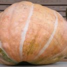 Pumpkin Dills Atlantic Giant Heirloom Seeds Fresh Garden