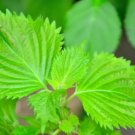 Shiso Green Heirloom Seeds Asian Culinary Herb (Perilla Frutescens) Fresh Garden