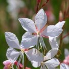 Gaura 50 Seeds Pollinator & Hummingbird Friendly Sow In Spring Or Fall Fresh Garden