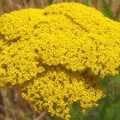 Yarrow Golden Parker 100 Seeds Heirloom Herb Medicinal Herb Fresh Garden