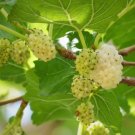 Mulberry White 100 Seeds Culinary & Medicinal Non Gmo (Morus Alba) Fresh Garden