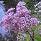 Joe Pye Weed Sweet Heirloom Seeds Medicinal Herb Gmo Free Fresh Garden