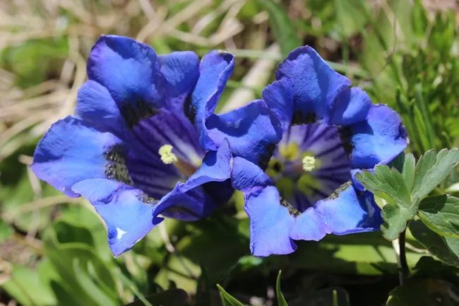 Gentian Stemless Heirloom Native Wildflower Seeds Fresh Garden