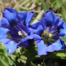 Gentian Stemless Heirloom Native Wildflower Seeds Fresh Garden