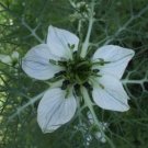 Cumin Black (Charnushska) 50 Seeds Medicinal & Culinary Herb Non Gmo (Nig Fresh Garden