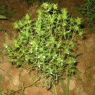 Savory Summer 100 Seeds Culinary & Medicinal Herb (Satureja Hortensis) Fresh Garden