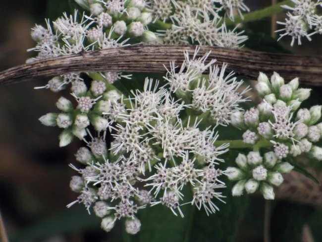 Boneset Eupatorium Heirloom Seeds Medicinal Herb Gmo Free 100 Seeds Fresh Garden