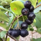 50 Seeds Black Chokeberry Aronia Melanocarpa White Flower Shrub Fresh Garden