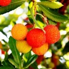 25 Seeds Strawberry Tree Edible Red Berry Tree Arbutus Unedo Irish Killarney Fresh Garden